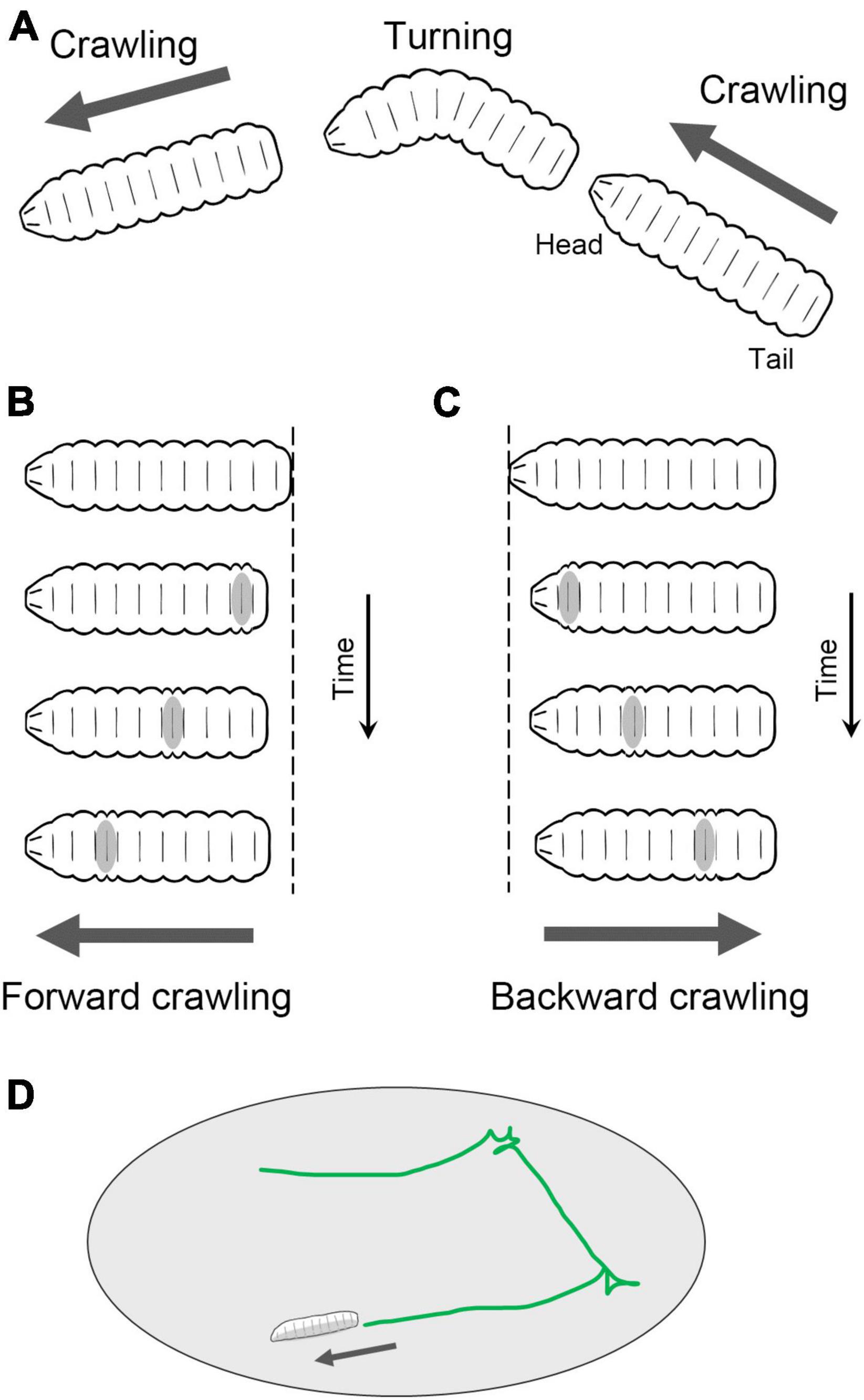 Linking neural circuits to the mechanics of animal behavior in Drosophila larval locomotion